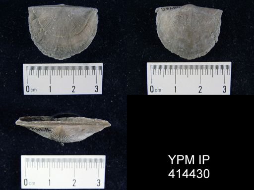 Strophodonta sp.