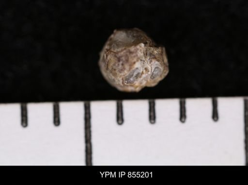 Protocardia subquadrata