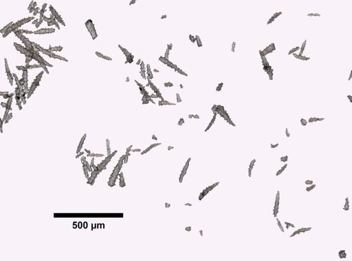 Halothela spongiphila