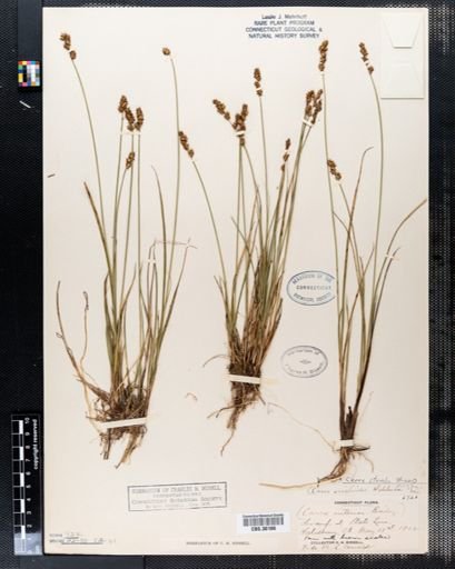 Carex sterilis