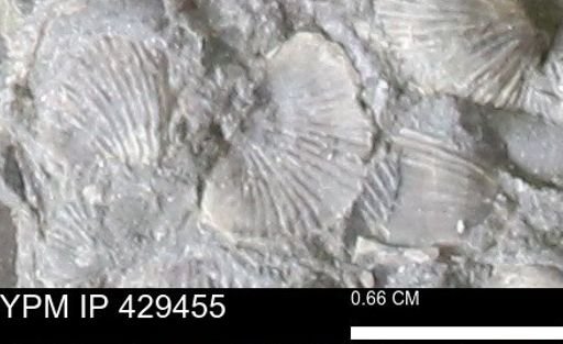 Devonochonetes scitulus