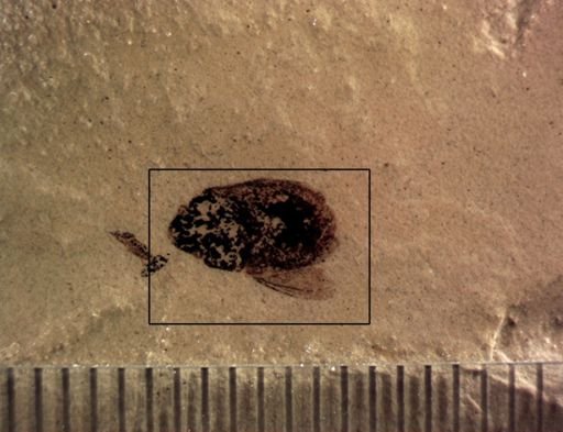 undet. Hemiptera