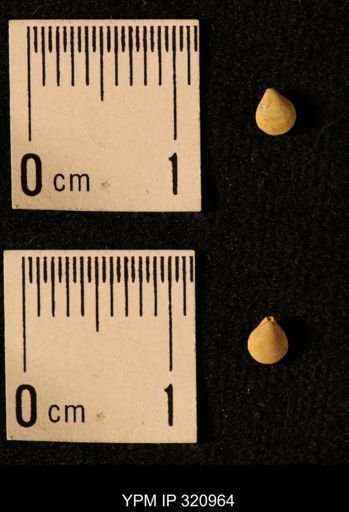 Dielasma elongatum
