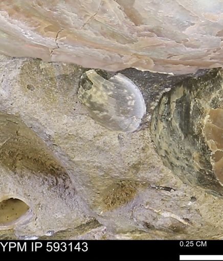 undet. Mollusca