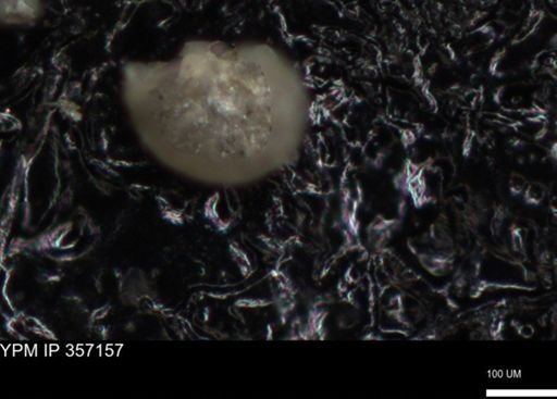 undet. Foraminiferida