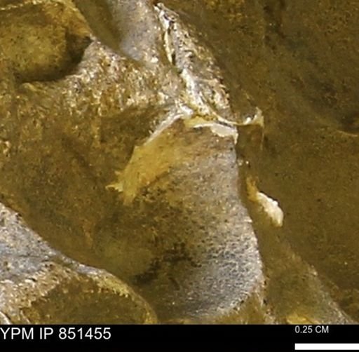 Limopsis striatopunctatus