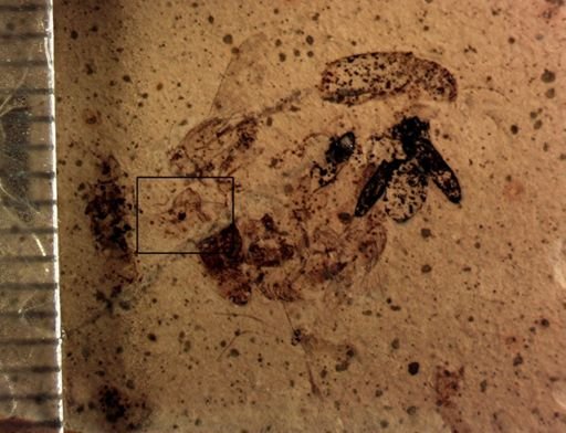undet. Diptera