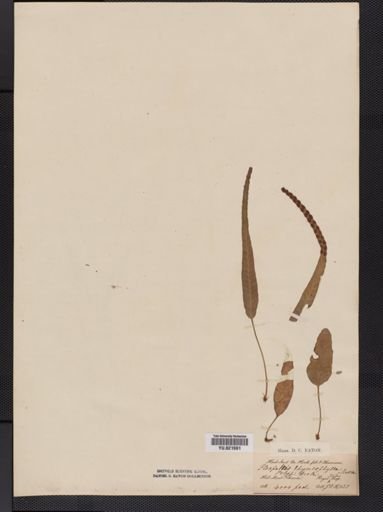Polypodium