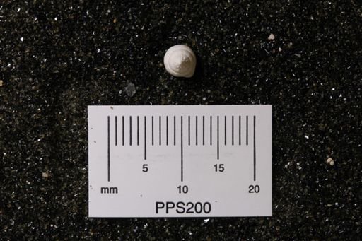 undet. Columbellidae