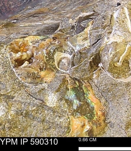 undet. Ammonoidea