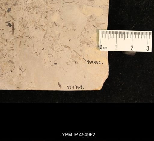 undet. Tipulidae