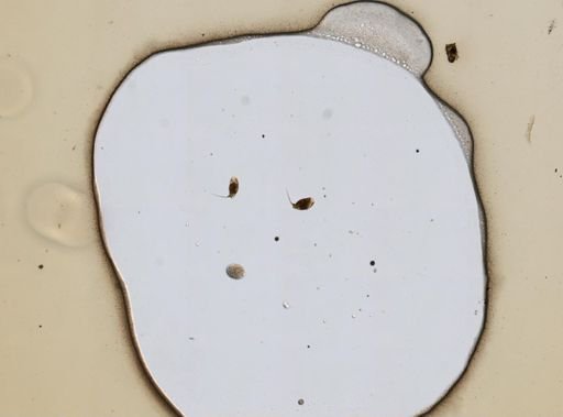 Trichocerca mucosa
