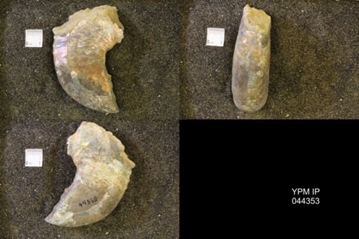 Hoploscaphites comprimus
