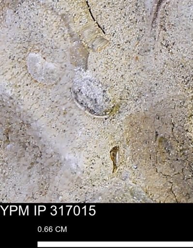 undet. Mollusca