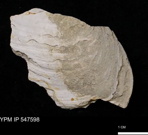 Mya arenaria