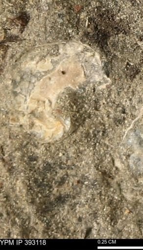 Scaphites sp.