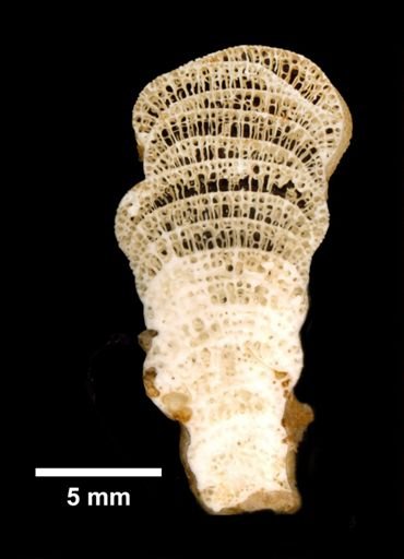 Vaceletia crypta