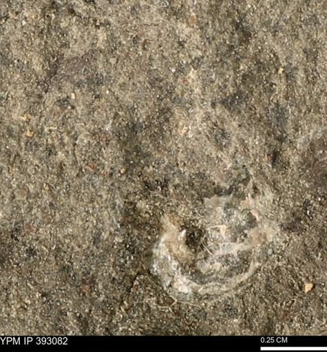 Scaphites sp.