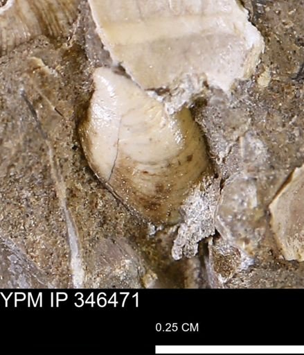 Corbulamella?