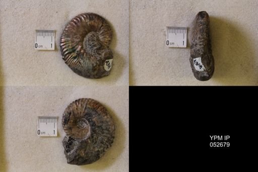 Hoploscaphites comprimus