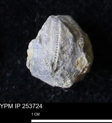 Pentremites sp.