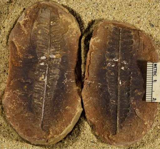 Pecopteris sp.