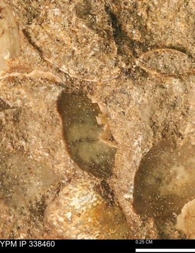 undet. Bivalvia