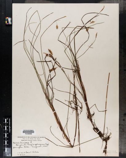 Carex limosa