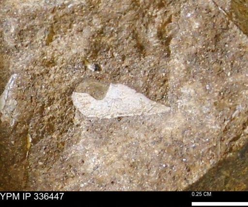 undet. Mollusca