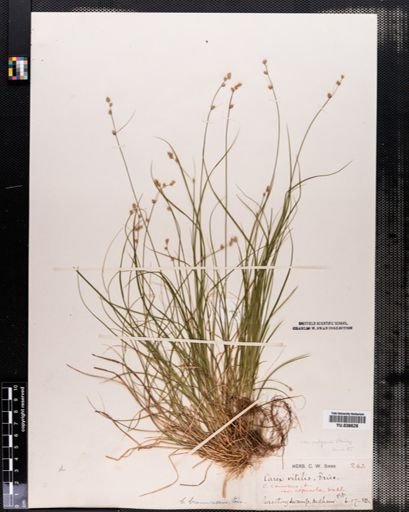 Carex brunnescens