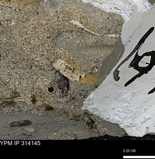 undet. Scaphopoda