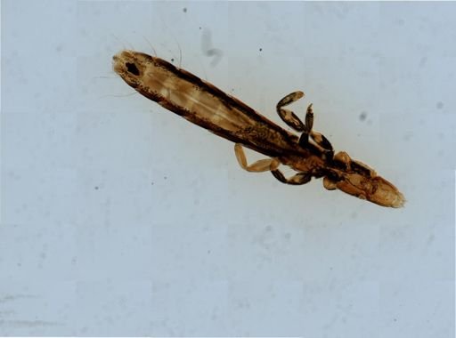 Columbicola columbae