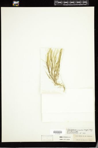 Cladophora gracilis