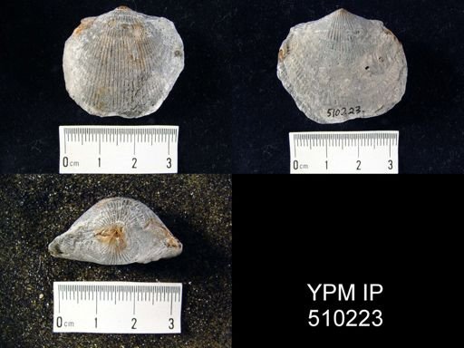 Atrypida