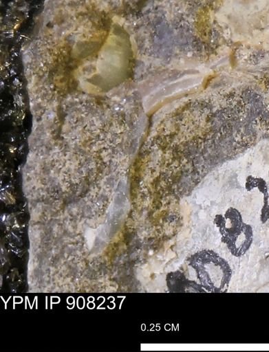 undet. Mollusca
