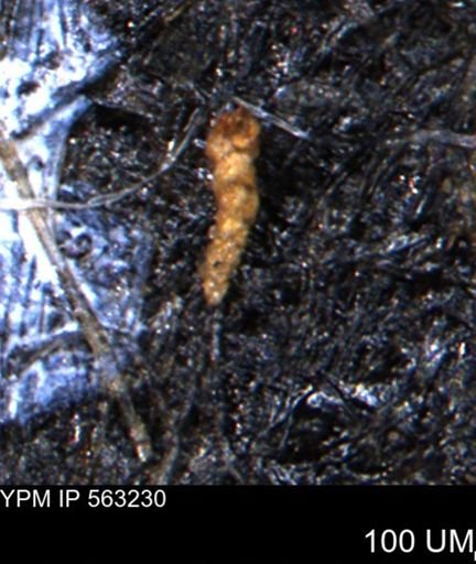 Verneuilinoides hectori