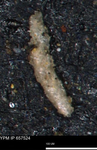undet. Foraminiferida