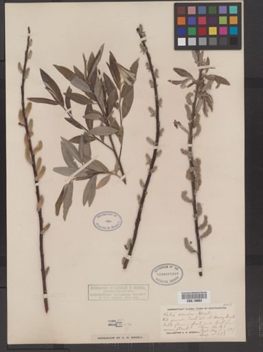 Salix sericea