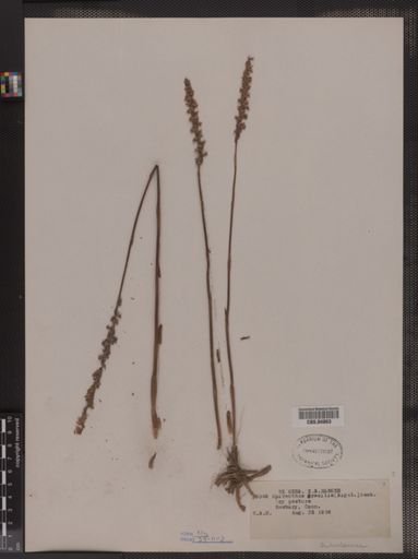 Spiranthes gracilis