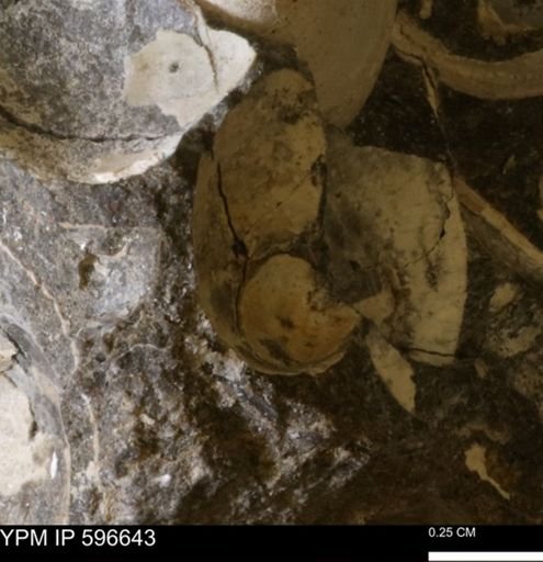 Limopsis? striatopunctatus