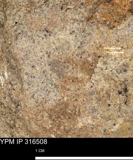 undet. Mollusca