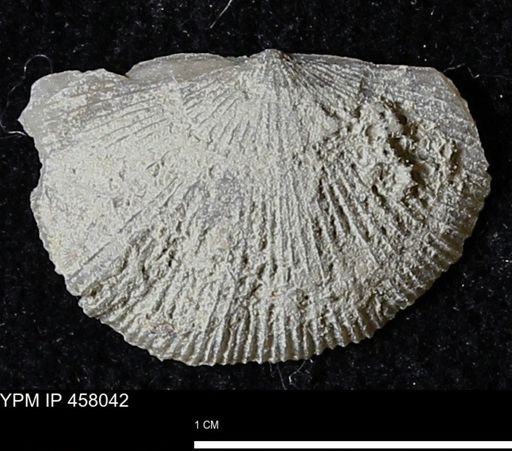 Strophodonta sp.