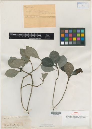 Psychotria puberula