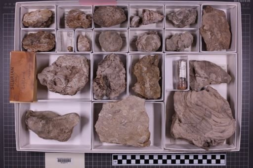 mixed taxa, stratigraphic collection