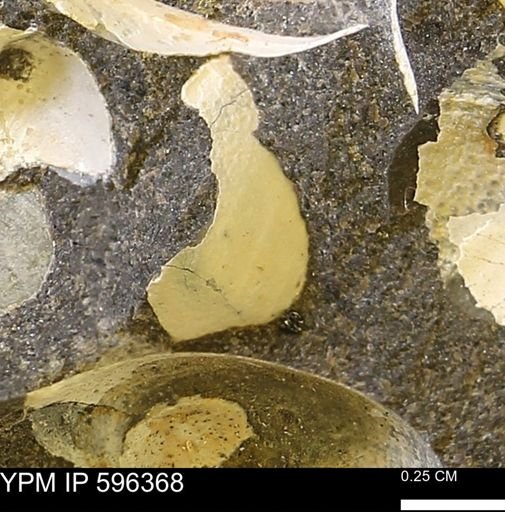Limopsis striatopunctatus