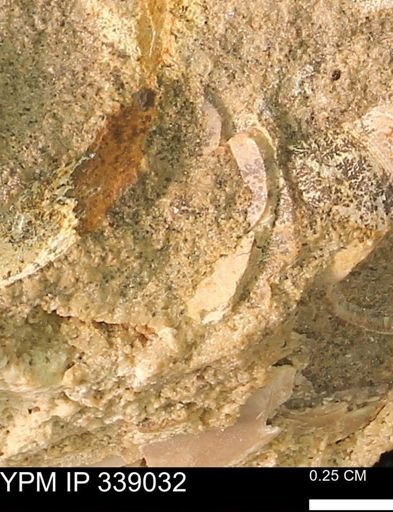 undet. Bivalvia