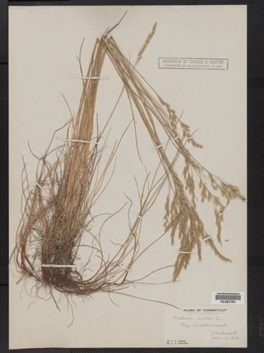 Festuca rubra