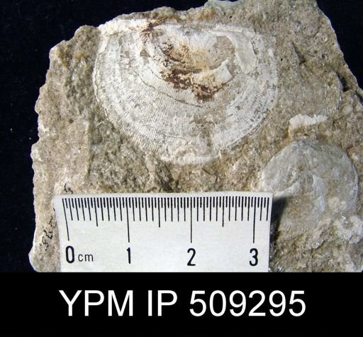 Mesoleptostrophia?