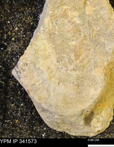 Scaphites sp.