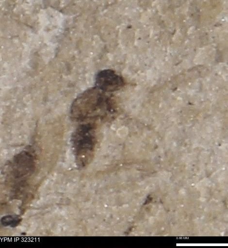 undet. Diptera